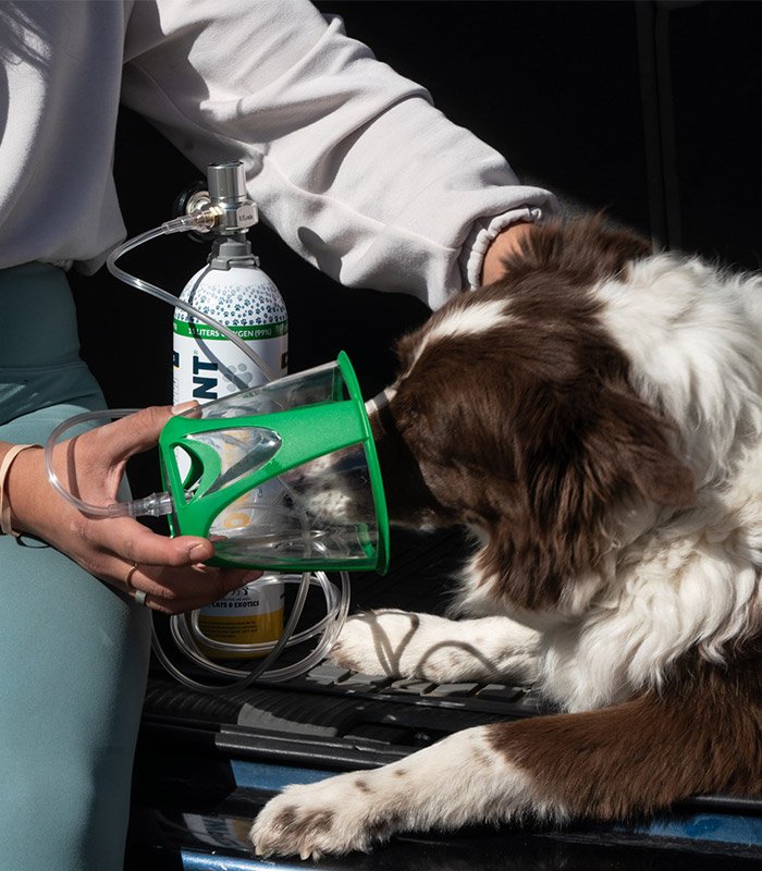 Kit de oxígeno para perros - Pawprint