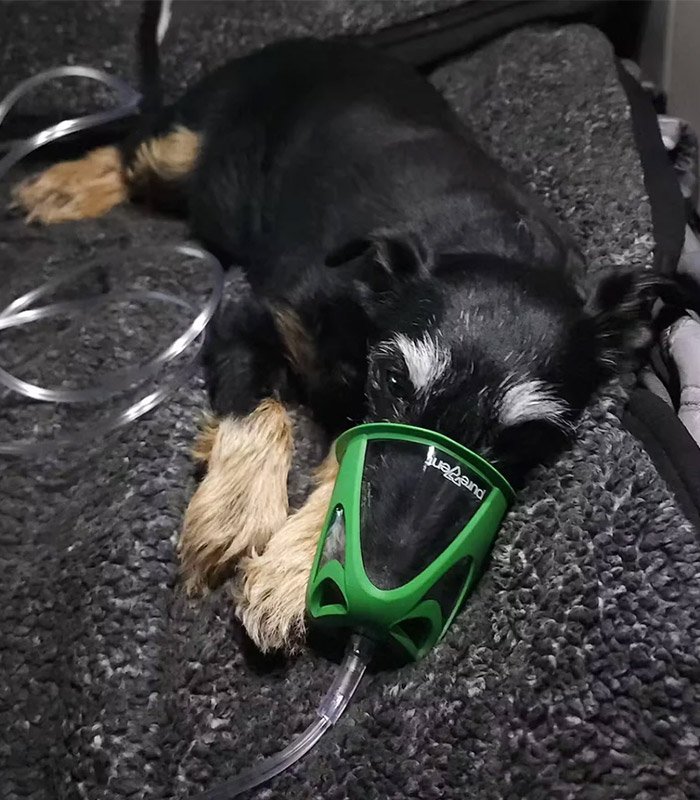 Kit de oxígeno para perros - Pawprint