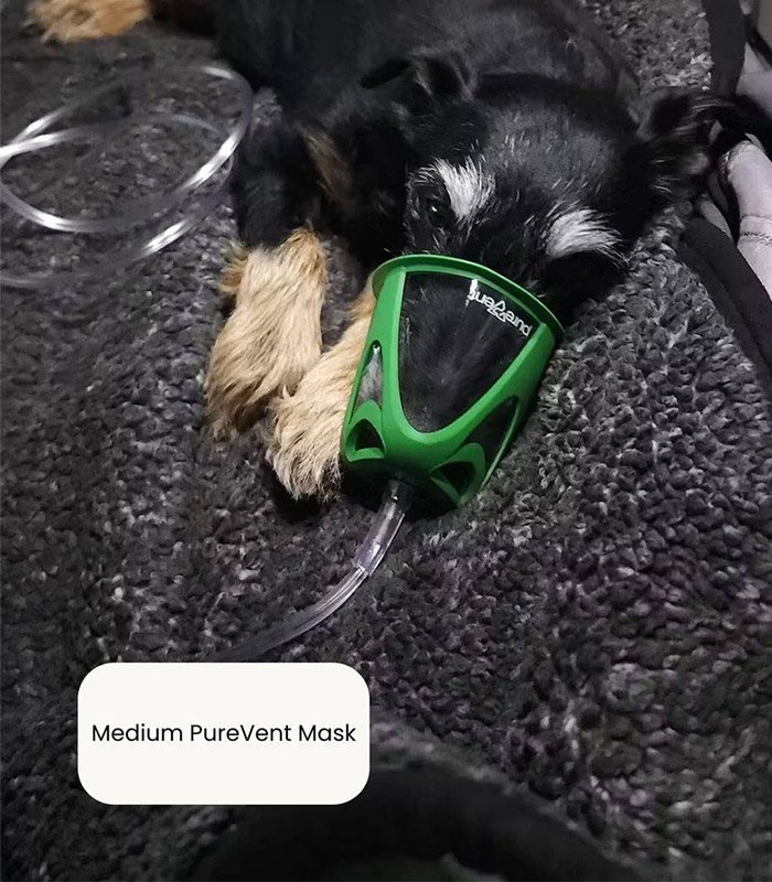 Mascarilla PureVent para animales - Pawprint